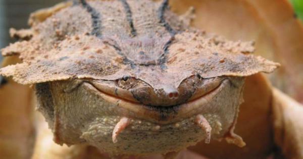 Посредством генетични тестове учени откриха нов вид на една от