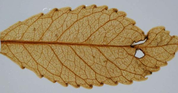 Изключително добре запазени листа от гора на близо 23 млн