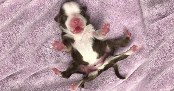 Ветеринари нарекоха това 6 крако женско кученце което успя да преживее