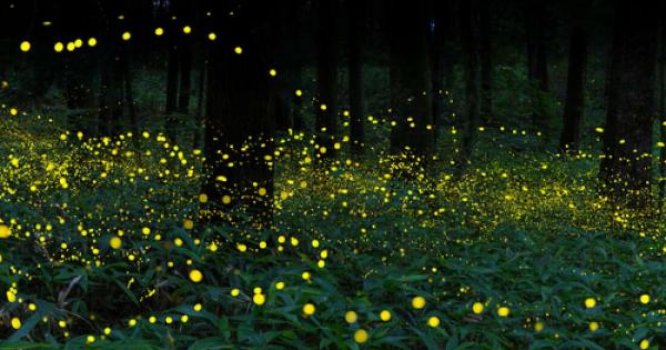Светулките използват своите светлинки за да привличат потенциални сексуални партньори