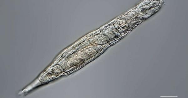Бавноходките – най-издръжливите микроскопични животни на Земята - вече имат