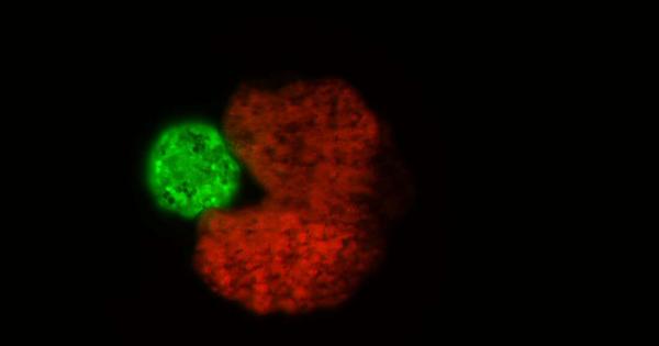 Изследователи създадоха роботи съставени от живи клетки които могат да