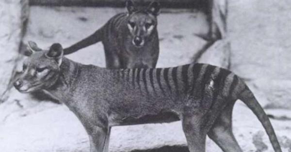 Днес близо 90 години след като умира и последният тасманийски