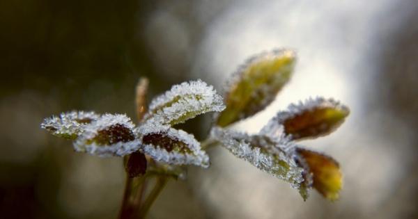 Климатичните промени имат силно въздействие върху фенологията на много и