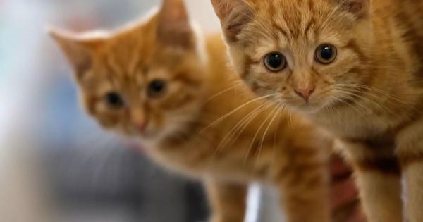 Уважаван полски научен институт класифицира домашните котки като инвазивен чуждоземен