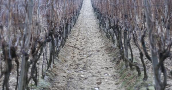 Почвата в Средиземноморския регион деградира и земята там се превръща