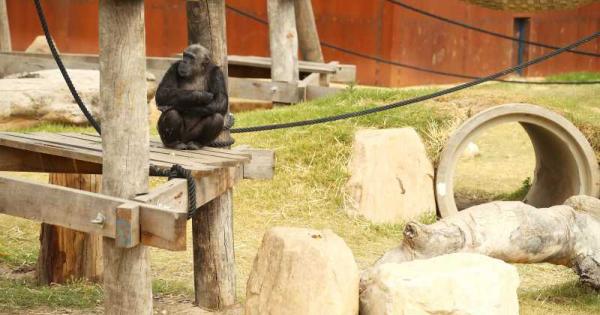 Докато хората се уморяват от видео обаждания и дигитални събития