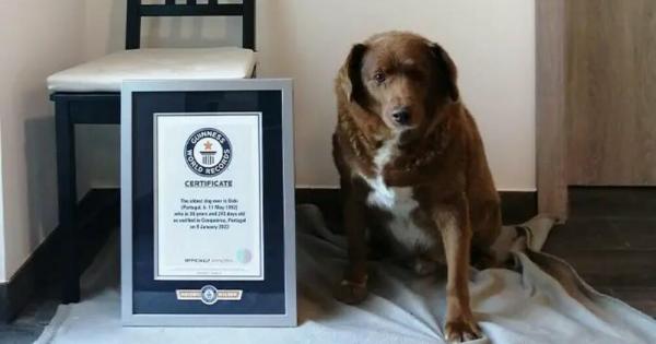 Най-старото куче в света според Световните рекорди на Гинес отпразнува