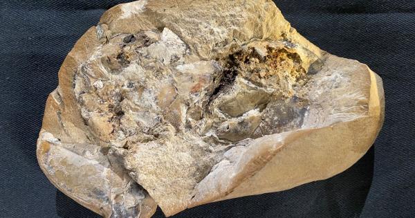 Древна вкаменелост на челюстна риба един от най ранните гръбначни