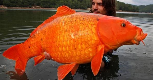 Рибар от Шампан, Франция, улови рекордно голяма златна рибка, тежаща