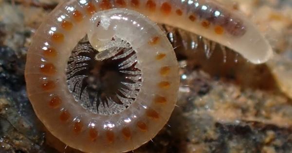 Български учен описа два нови за науката вида и нов