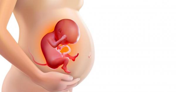 Бебето в утробата на майката не е умалено копие на