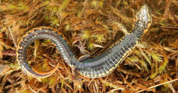 Учени откриха непознат досега гущер в природен резерват в Куско