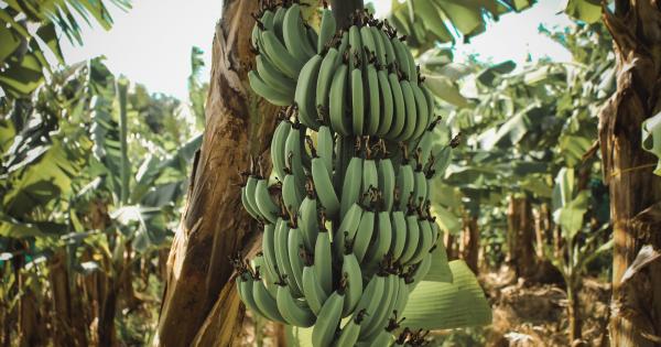 Учени от университета на щата Калифорния САЩ са проучили възможността