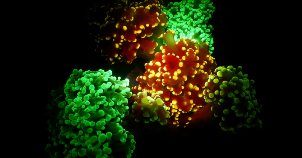 Моретата и океаните са пълни с невероятни и дори магични