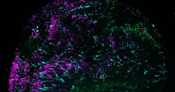 Ретина отгледана в лаборатория дава обяснение защо хората виждат цветове