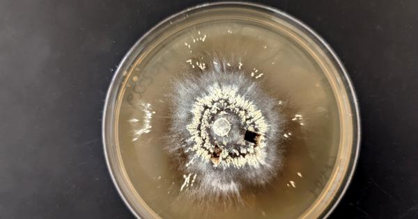 Мегапожарите са изключително опустошителни но тези микроби процъфтяват в тяхЗнаем