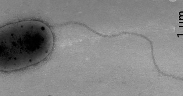 Менажерията от бактерии и гъбични организми живеещи сред нас нараства