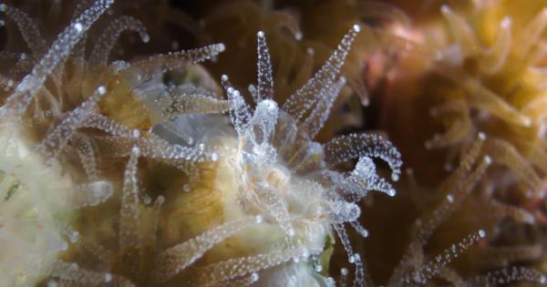 Подобно на много други животни и северният звезден корал Astrangia