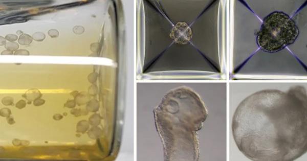 Учени отгледаха успешно ембриони от мишка в петриева паничка единствено