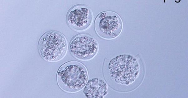 Ils ont fait pousser des embryons de souris dans l'espace pour la première fois