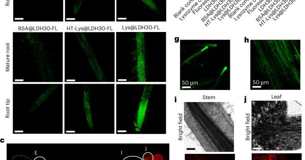 Учени от Университета на Куинсланд UQ за първи път успешно