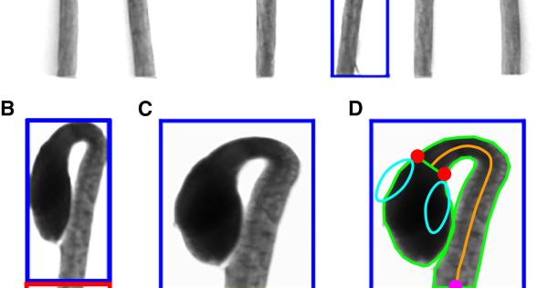 Изследователи от Университета на Уисконсин Мадисън откриха къде точно в растителните
