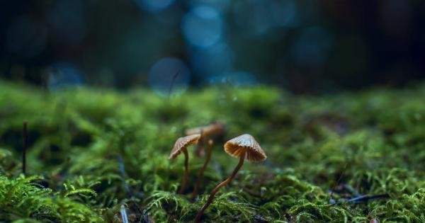 Огромни гъбични мрежи под земята играят решаваща роля в подпомагането