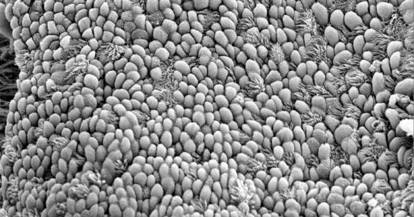 Учени от Института Франсис Крик разкриха как клетките покриващи белодробните