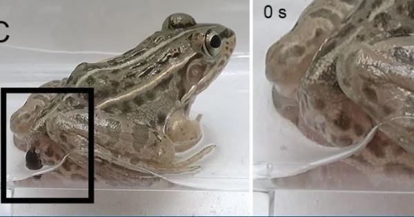 Водният бръмбар Regimbartia attenuata не се отличава с нещо особено