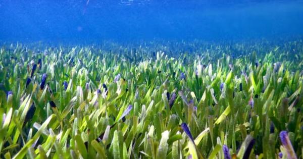 Следващия път когато се гмуркате или плувате с шнорхел и