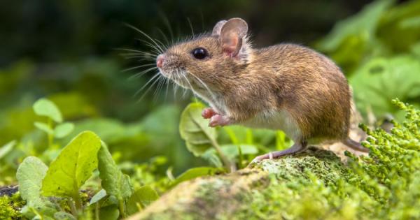 Насълзените мъжки очи карат женските крака да се разтреперват от