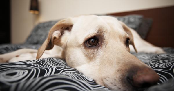 Ако попитате петима собственика на кучета дали тяхната животинка изпитва