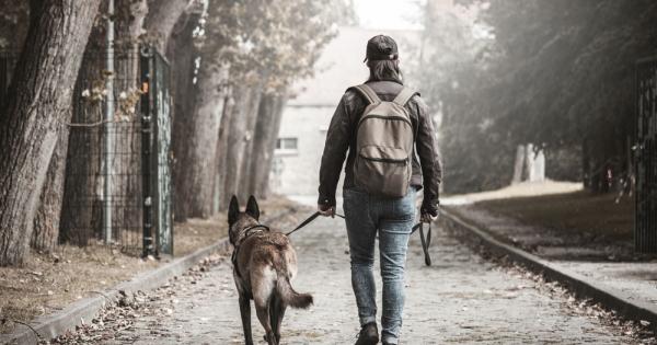 Разходките са изключително полезни за възрастните кучета за малките палета