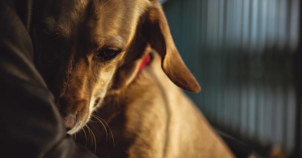 Кучетата усещат когато стопаните им преживяват тежък период и също