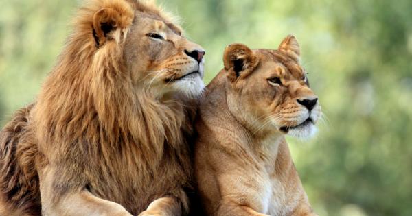 Лъвът е едър хищник от семейство Коткови и един от