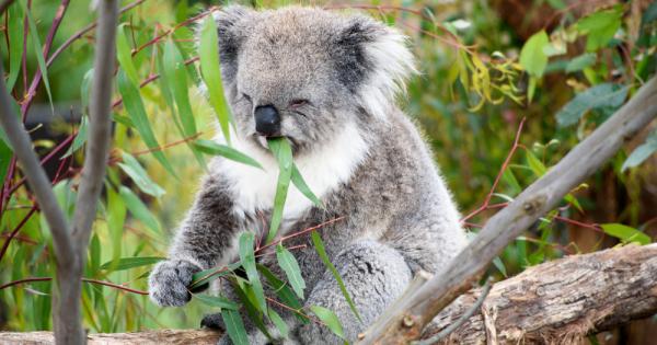 Това подсказва и самото й име – на езика на