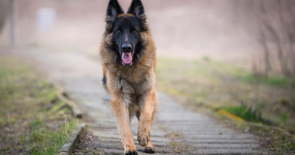 Седни Дай лапа – обикновено кучетата реагират на команди което