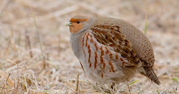 Яребицата е птица от семейство Фазанови Тя е птицата която снася