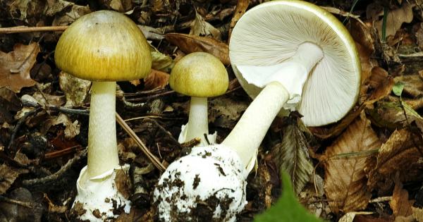 Мухоморките Amanita са род базидиеви гъби от семейство Мухоморкови В