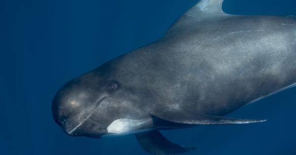 Около 500 гринди са загинали в отдалечения архипелаг Чатъм Нова