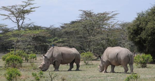 Учени опитващи се да спасят критично застрашения от изчезване судански