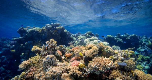Учени работещи на Големия бариерен риф в Австралия изпробваха успешно