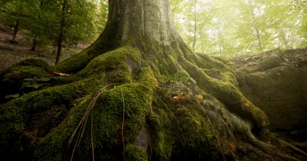 Две  вековни  дървета в района на Смолян – обикновен смърч 