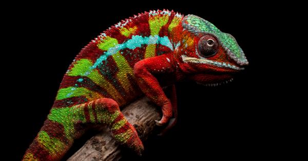 Когато става дума за животно което си сменя цвета веднага