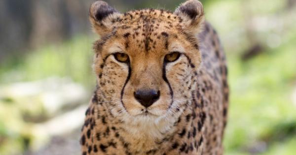 Светът на животните е истински удивителен Тези създания не спират