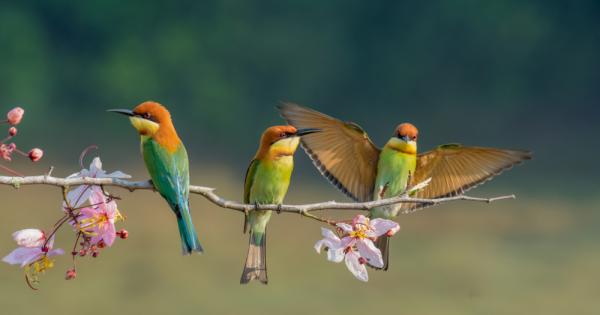 Нов атлас за миграцията на птици показва изключителни  пътешествия предаде