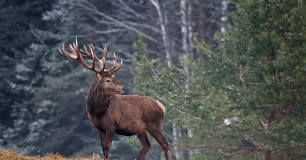 Живял в далечна страна елен който имал тежка съдба Той бил