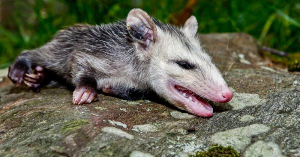 Опосумовите Didelphidae са семейство дребни двуутробни бозайници единствените живи представители