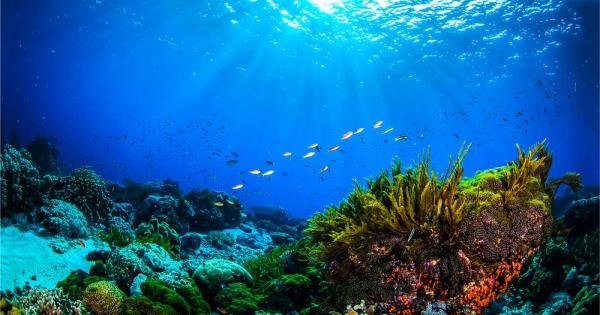 Водораслите не са достоверен показател за състоянието на кораловите рифове
